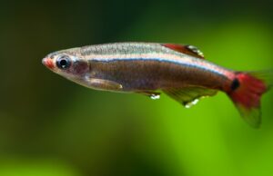 Kardinalfisch (Tanichthys albonubes) (#12)