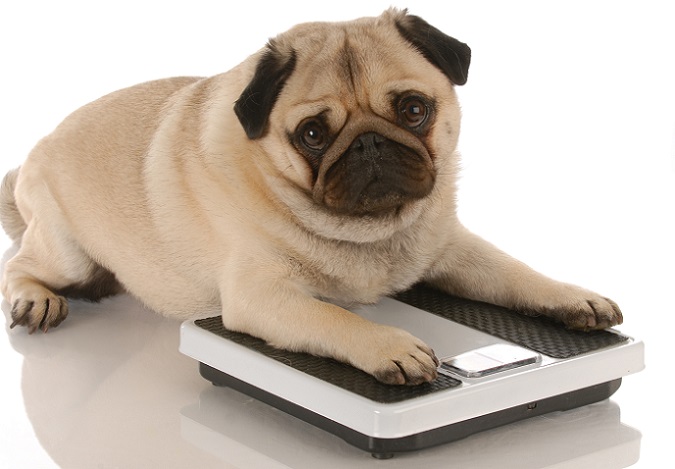 Oft bringen wir Übergewicht nur mit Menschen in Verbindung, dabei kann Übergewicht durch falsche Ernährung oder fehlende Bewegung auch beim Hund auftreten. (#01)