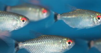 15 echte Schwarmfische fürs Aquarium 15 echte Schwarmfische fürs Aquarium