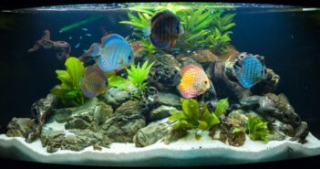 Aquaristik HH – die etwas anderen Haustiere