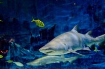 Erlebnis-Aquarium im Tierpark Hagenbeck: in Hamburgs Tropenwelt eintauchen