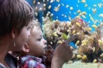 Mulmschicht aquarium - Die hochwertigsten Mulmschicht aquarium unter die Lupe genommen