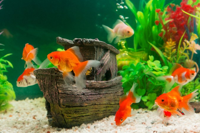 Mit dem richtigen Zubehör und geeigneten Pflanzen im Aquarium fühlen sich die Fische wie zu Hause. (#4)