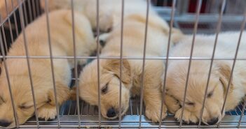 Hundemarkt Belgien: günstige Welpen und kritische Stimmen