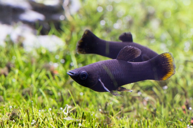 Einen schönen Kontrast zu den grünen Aquariumspflanzen bietet der Black Molly, der zu der Kategorie der Schwarmfische zählt. (#2)