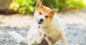 Allergien beim Hund: Konsequente Behandlung auf verschiedenen Wegen