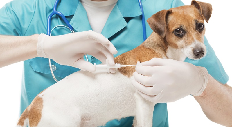 Der Tierarzt wird eine kombinierte Therapie anstreben. Das heißt, er wird Vermeidung der Allergene, Desensibilisierung und Medikamentengabe miteinander in Verbindung bringen. (#04)