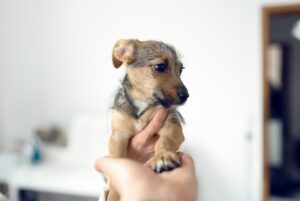 Tiere zu verschenken So werden Besitzer und Tier glücklich