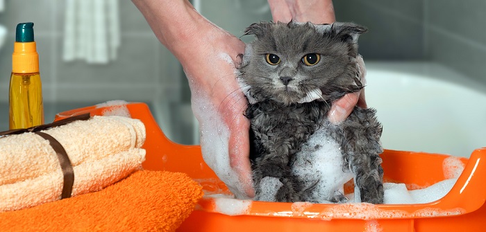 Katzen In Pflege Nehmen