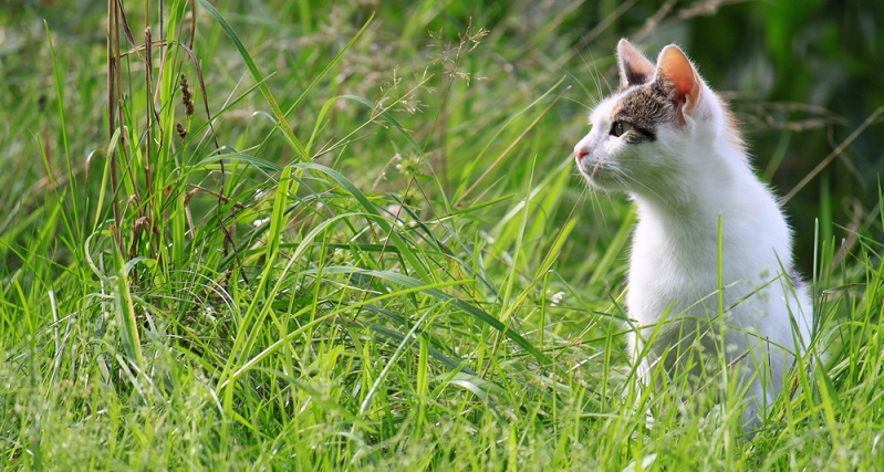 Ernähren sich die Tiere selbst (Freigänger), fressen sie in erster Linie kleinere Wirbeltiere. 15 bis 20 Mäuse am Tag sind dabei keine Seltenheit. Gerade wenn die größtenteils im Freien lebenden Tiere jagderfahren sind und dazu noch in ländlicher Umgebung bzw. in der Natur, leben.. (#02)