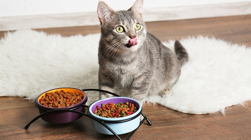 Das Wichtigste bei der Ernährung von Katzen ist, dass die Nahrung ihnen all das zuführt, was sie für einen gesunden Organismus benötigen: Spurenelemente, Vitamine und Ballaststoffe. (#04)