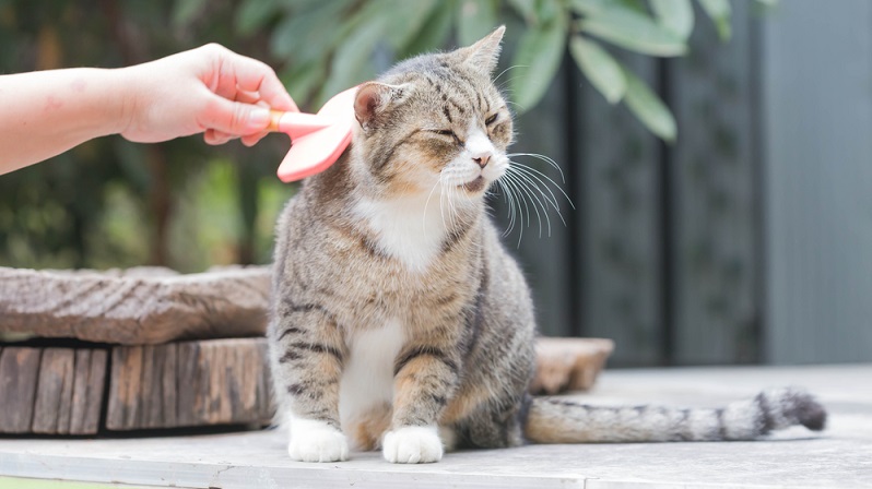 Bürsten ist bei Beachtung einiger Regeln eigentlich ein Kinderspiel. Kennt man sie nicht, kann diese Art der Pflege, für die Katze durchaus ab und an ein wenig schmerzhaft sein. Deshalb sollten einem die Regeln bekannt sein. (#01)Bürsten ist bei Beachtung einiger Regeln eigentlich ein Kinderspiel. Kennt man sie nicht, kann diese Art der Pflege, für die Katze durchaus ab und an ein wenig schmerzhaft sein. Deshalb sollten einem die Regeln bekannt sein. (#01)