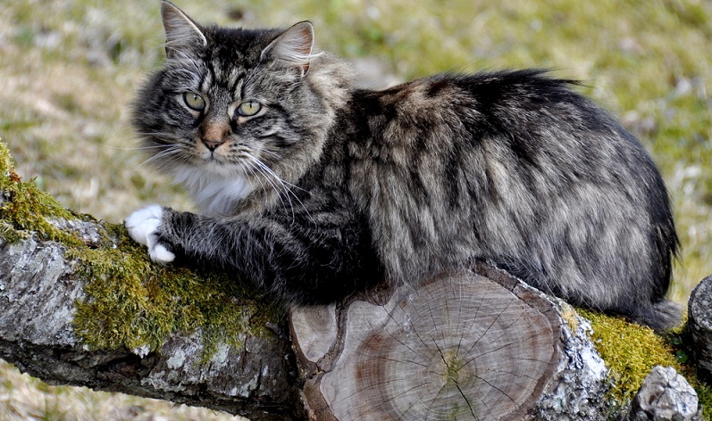 Insgesamt zeichnen sie sich durch ein liebevolles und soziales Wesen aus. Das Verhältnis zum Menschen ist sehr gut. Eine gut sozialisierte norwegische Waldkatze sucht oft den Kontakt zu den Menschen und kommuniziert sehr gerne mit ihnen. (#02)