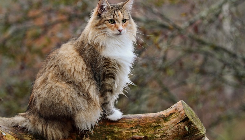 Etwas das vorhanden sein sollte, wenn man bei sich zuhause eine norwegische Waldkatze halten will: Ausreichend Platz. Da die Tiere Bewegung mögen, egal ob in der Natur oder im heimischen Garten, sollten sie diesem Drang ab und an nachgehen können. (#03)