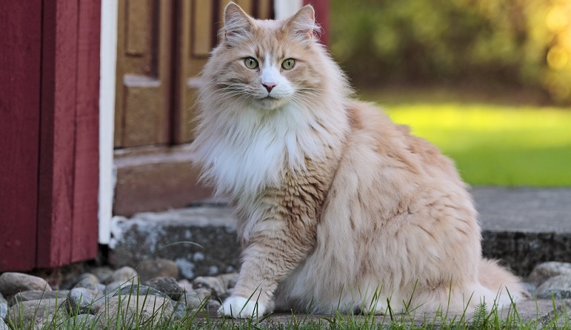 Alle Waldkatzen - egal ob Maine Coon, Sibirische Katze oder Norwegische Waldkatze – sind vor der Kälte im Winter sehr gut geschützt. Der Grund ist die dichte Unterwolle. Dazu kommt noch das Deckhaar, das etwas länger ist. (#01)