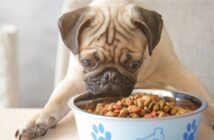 Futtermittelunverträglichkeit: Allergische Reaktionen auf Hundefutter nehmen zu