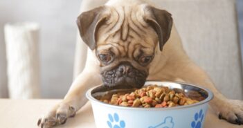 Futtermittelunverträglichkeit: Allergische Reaktionen auf Hundefutter nehmen zu
