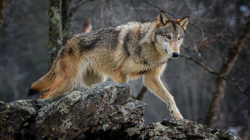 Grundsätzlich sind Haushunde Allesfresser. In Hinblick auf die Abstammung vom Wolf wird der Hund jedoch eher als Fleischfresser gesehen. (#03)