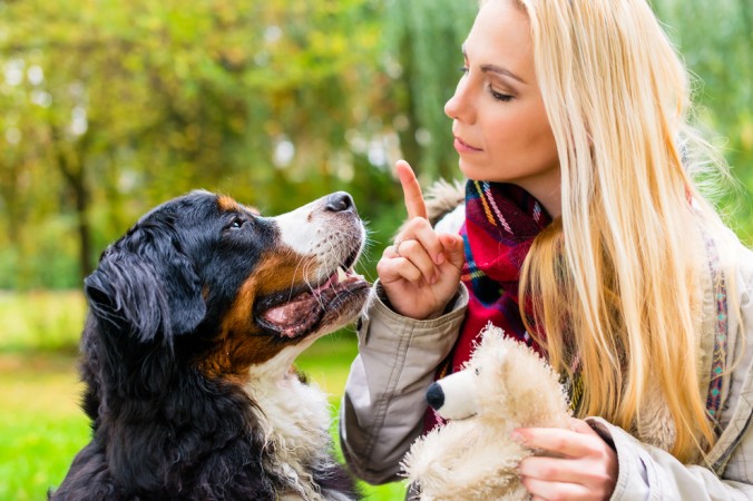 Mit einigen Grundkenntnissen in optimaler Hundeerziehung kann man dem Hund an sich jedes erdenkliche Kommando beibringen. Genauso wie Sitz, Platz und Fuß, ist es auch möglich seinem Hund ein 