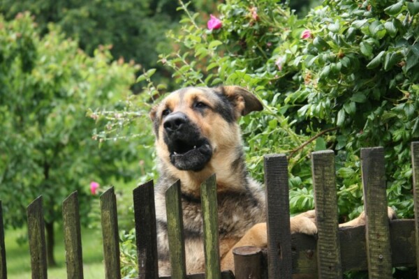 Hilfe! Mein Hund bellt! 5 Tipps gegen häufiges Bellen