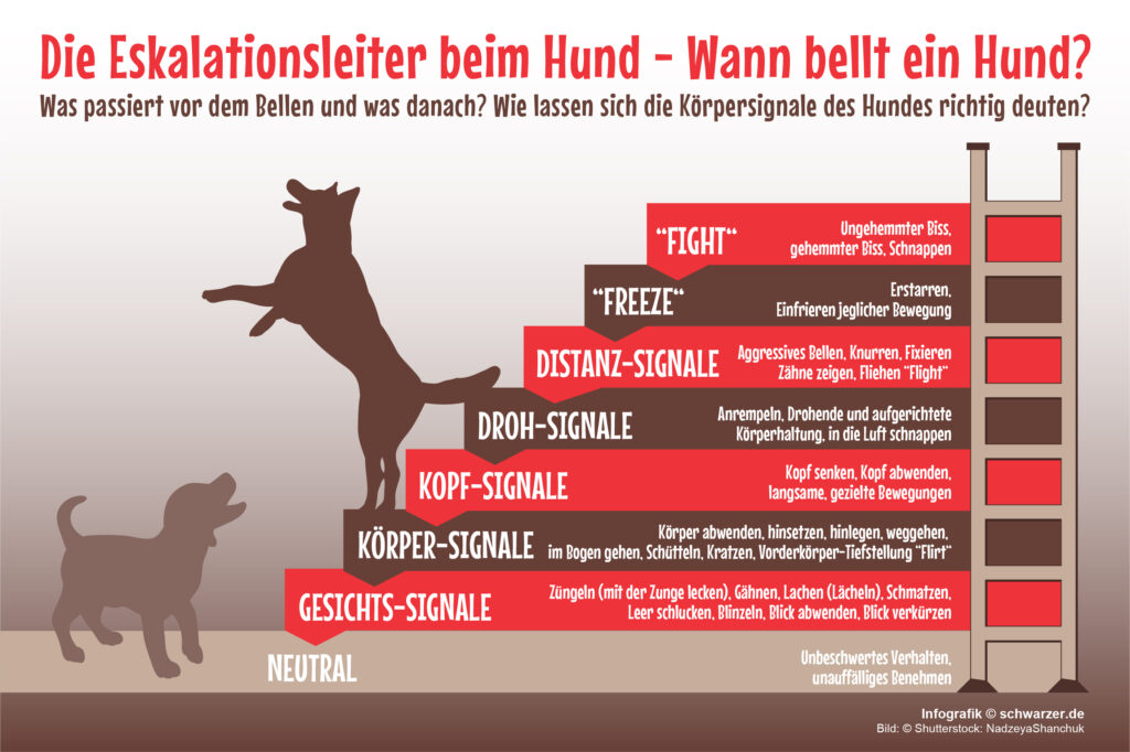 Infografik: Die Infografik zeigt die Eskalationsleiter beim Hund - Wann bellt ein Hund? Was passiert vor dem Bellen und was danach? Wie lassen sich die Körpersignale des Hundes richtig deuten?