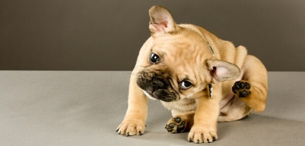 Flöhe beim Hund Flöhe systematisch bekämpfen