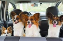Unterwegs mit dem Hund: So reist der Vierbeiner sicher