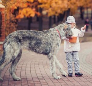 Eine der größten für Familien geeigneten Hunderassen ist der Irischer Wolfshund. (#07)