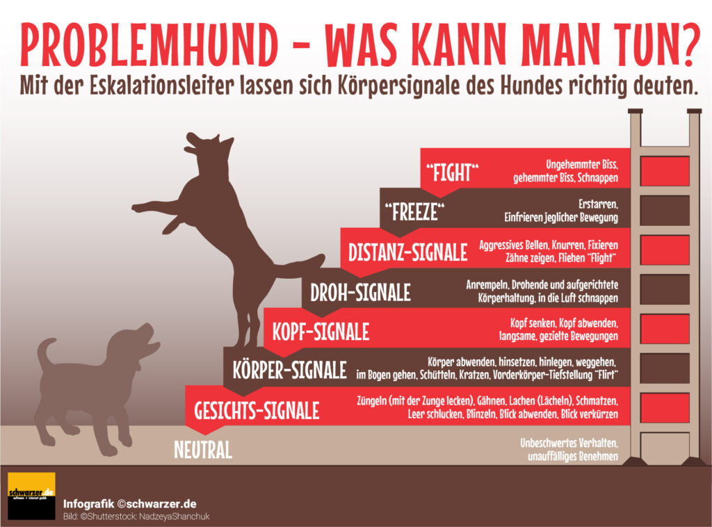 Hund Pinkelt Ohne Vorwarnung In Die Wohnung