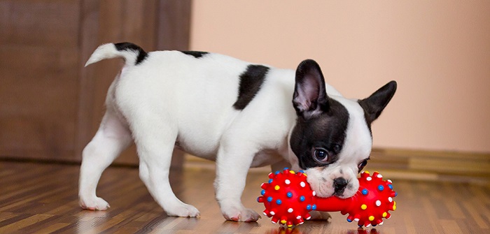 Minihunde: Kleine Hunderassen mit Bild