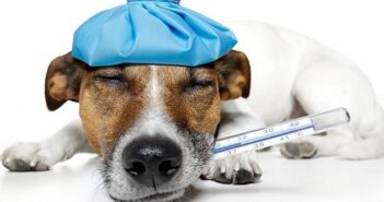 Körpertemperatur beim Hund: Wann hat ein Hund Fieber?
