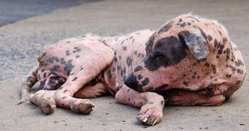 Hässlichster Hund der Welt: 5 hässliche Hunderassen!