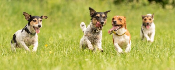 Hund hechelt stark: warum Hunde hecheln, wann es gefährlich ist und was