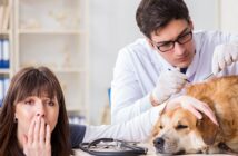 Borreliose beim Hund: Symptome, Therapie & Impfung