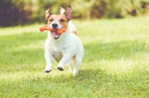 CBD-Öl für den Hund: Fit, gesund und agil bis ins hohe Alter