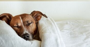 Anämie (Blutarmut) beim Hund: Ursachen, Symptome & Behandlung