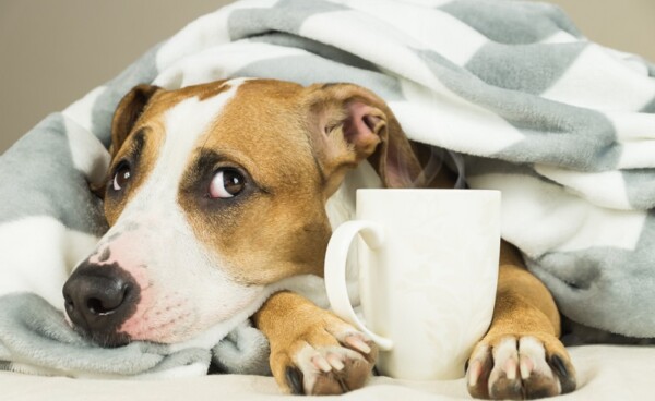 Anämie (Blutarmut) beim Hund Ursachen, Symptome &amp; Behandlung