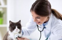 Tierarztkosten bei der Katze