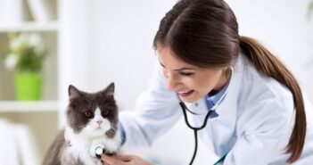 Tierarztkosten bei der Katze
