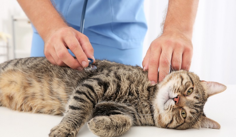 Ein guter Tierarzt erkennt schnell, ob Medikamente helfen oder der Stubentiger operiert werden muss. (#2)