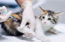 Katze impfen: Kosten, Gründe und Möglichkeiten