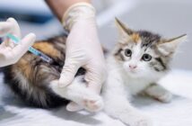 Lebenserwartung Einer Hauskatze Wie Alt Werden Katzen Wirklich