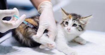Katze impfen: Kosten, Gründe und Möglichkeiten