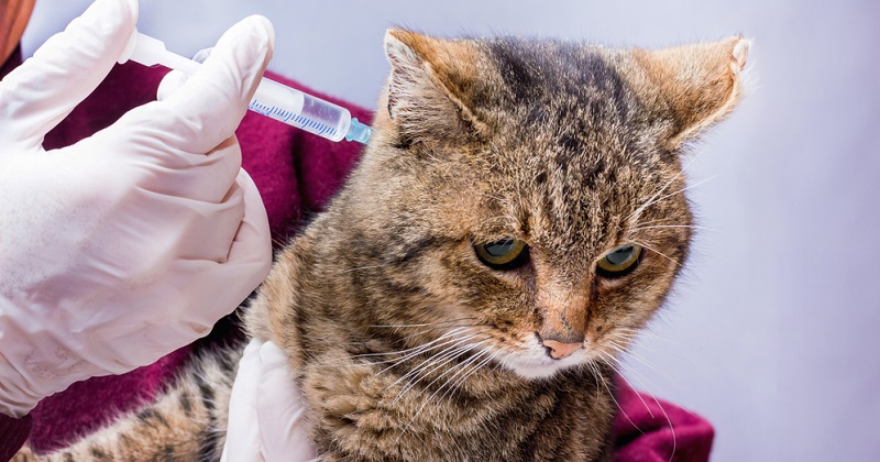 Katze Impfen Kosten Gründe Und Möglichkeiten