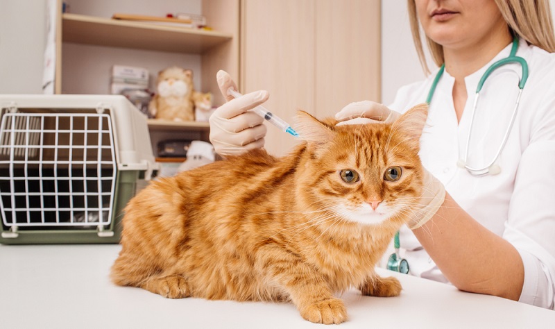 Impfgegner gibt es nicht nur bei Menschen, sondern auch Tierhalter sehen die Immunisierung der Katzen und andererImpfgegner gibt es nicht nur bei Menschen, sondern auch Tierhalter sehen die Immunisierung der Katzen und anderer Haustiere oft skeptisch. 