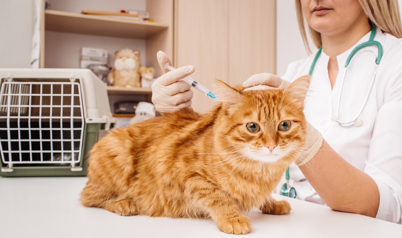 Katze Impfen Kosten Gründe Und Möglichkeiten