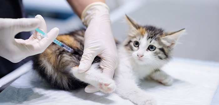 Baby Katzen Impfen Und Entwurmen