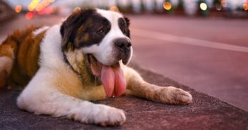 Hund & Hitze: 12 coole Tipps HuHund & Hitze: 12 coole Tipps
