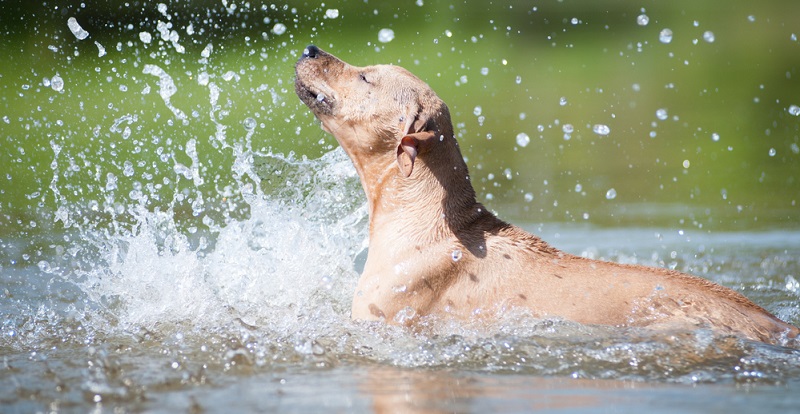 Auch die meisten Hunde haben Spaß daran, im Wasser zu planschen.