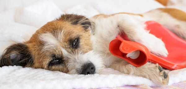 Hund hat Bauchschmerzen Symptome & Therapie